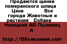 Продаются щенки померанского шпица › Цена ­ 45 000 - Все города Животные и растения » Собаки   . Ненецкий АО,Пылемец д.